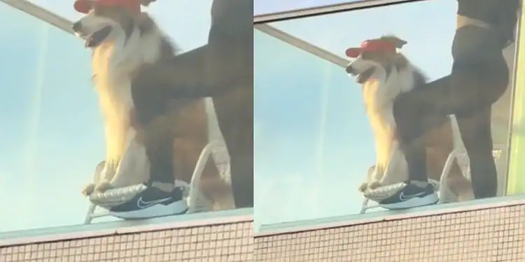 Doguinho é flagrado de viseira assistindo de ‘cãomarote’ ao carnaval; Confira